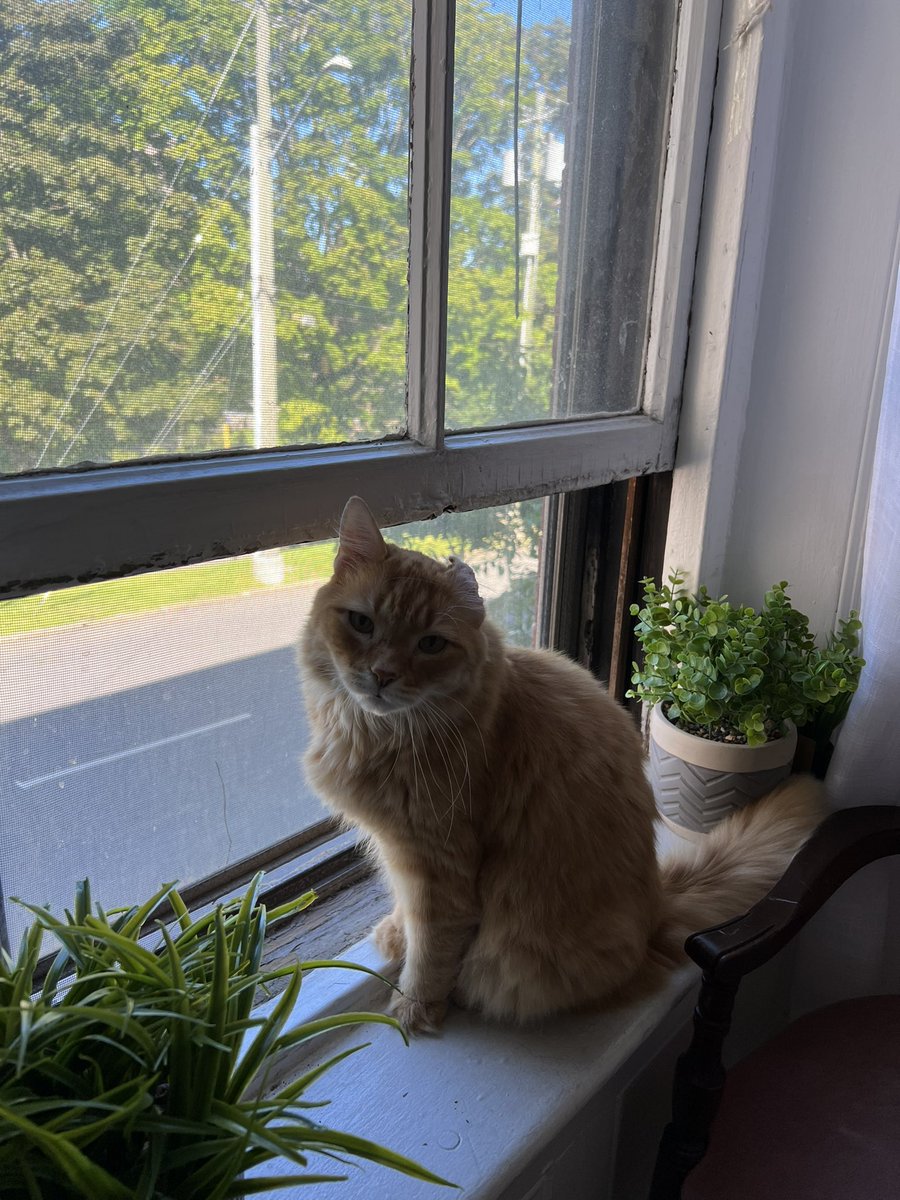 lindzgoss's tweet photo. My sweet angels birthday today. Happy birthday sweet baby Caddy.❤️💕❤️😻🎉🥳 #ihaveateenager #perfectboy #gingerboy #CatsofTwittter https://t.co/yuTIo8zUxS