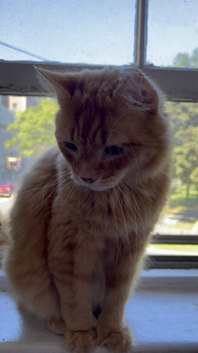 lindzgoss's tweet photo. My sweet angels birthday today. Happy birthday sweet baby Caddy.❤️💕❤️😻🎉🥳 #ihaveateenager #perfectboy #gingerboy #CatsofTwittter https://t.co/yuTIo8zUxS