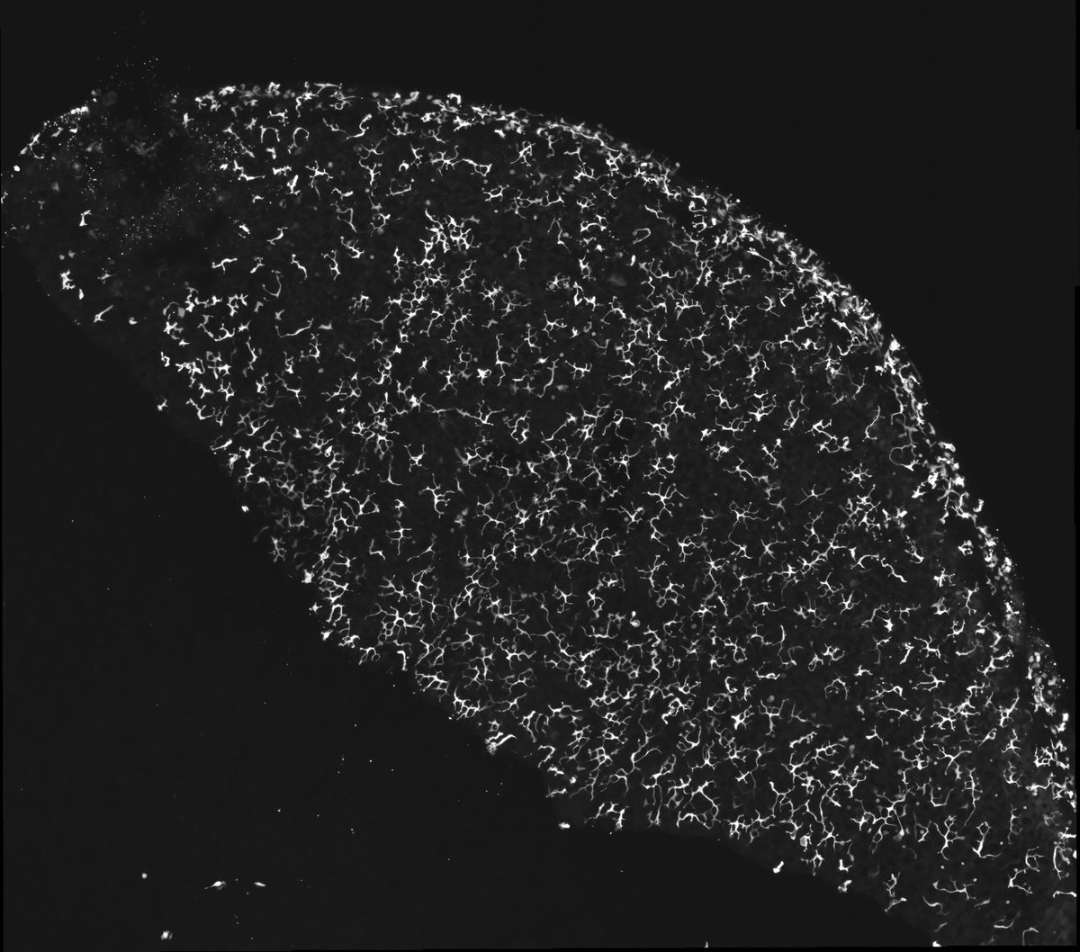 i should do stitched imaging more often, these are lovely (in my biased opinion) mpeg1+ cells in zebrafish skin explant