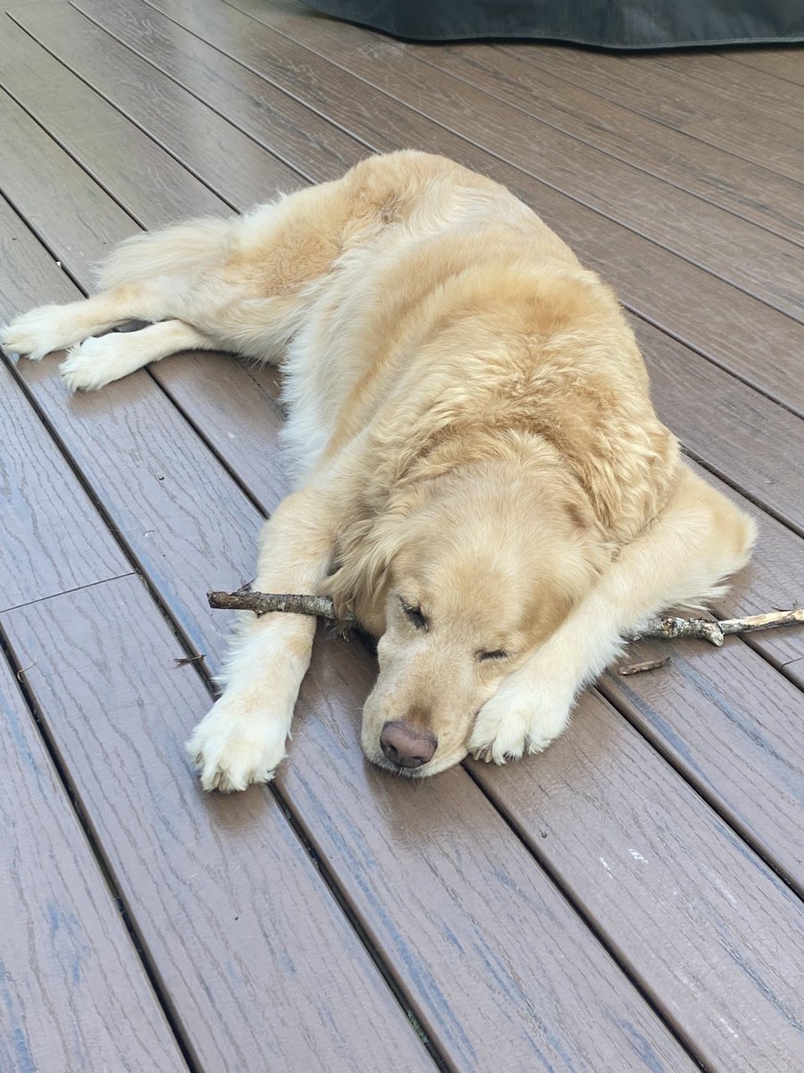egadnurB11's tweet photo. @GoldretrieverUS Rosie is tired from playing with a stick today. Definitely not gonna let it go though. #GRC https://t.co/zpjq7ZUdUg
