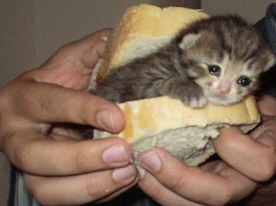 Posts Of Cats tweet media