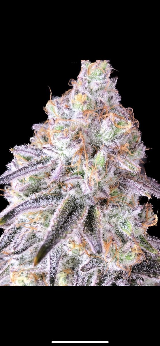Fresh Flavour 🔥💚 we crossed Tangie a mainly sativa strain with incredible terps  onto our Zurplepunch. The result, Z-Ade,  citrus orange and grape with some gas, magentas throughtout, large caked nugs great daytime high, testing at 22-24% thc.