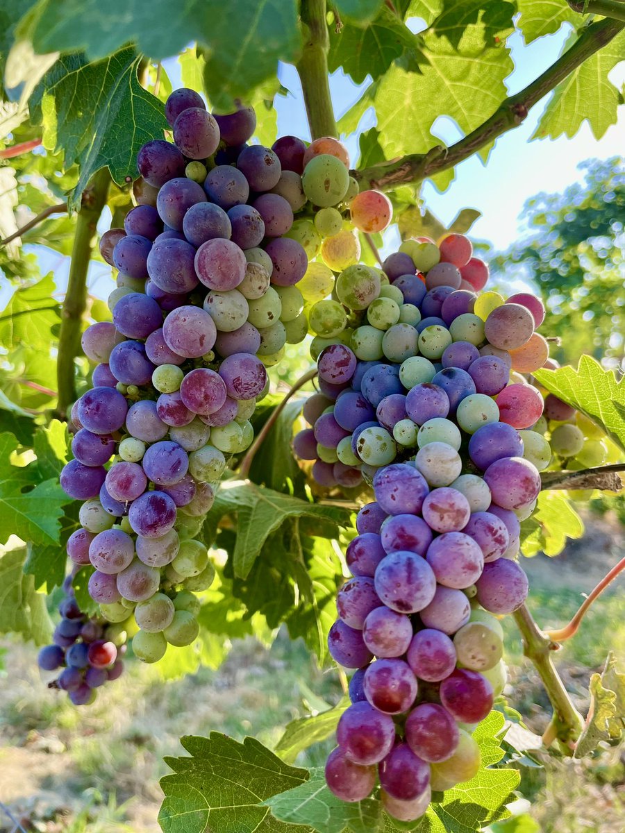 The valley is exploding with color! #harvest2023 is right around the corner.
.
.
.
#threeriverswinery #grapes #winerywinetasting #winelover #foleyfoodandwinesociety #verasion #colorchange