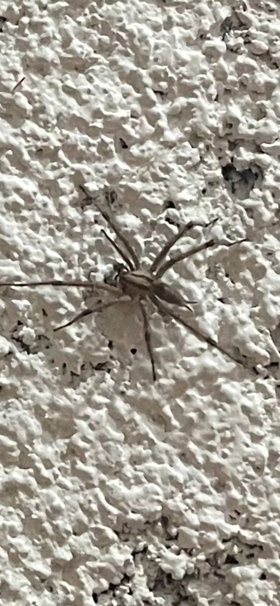 julian_mooko's tweet photo. @Arachno_Cosas es de #IM??? https://t.co/yvwKKPJWUP