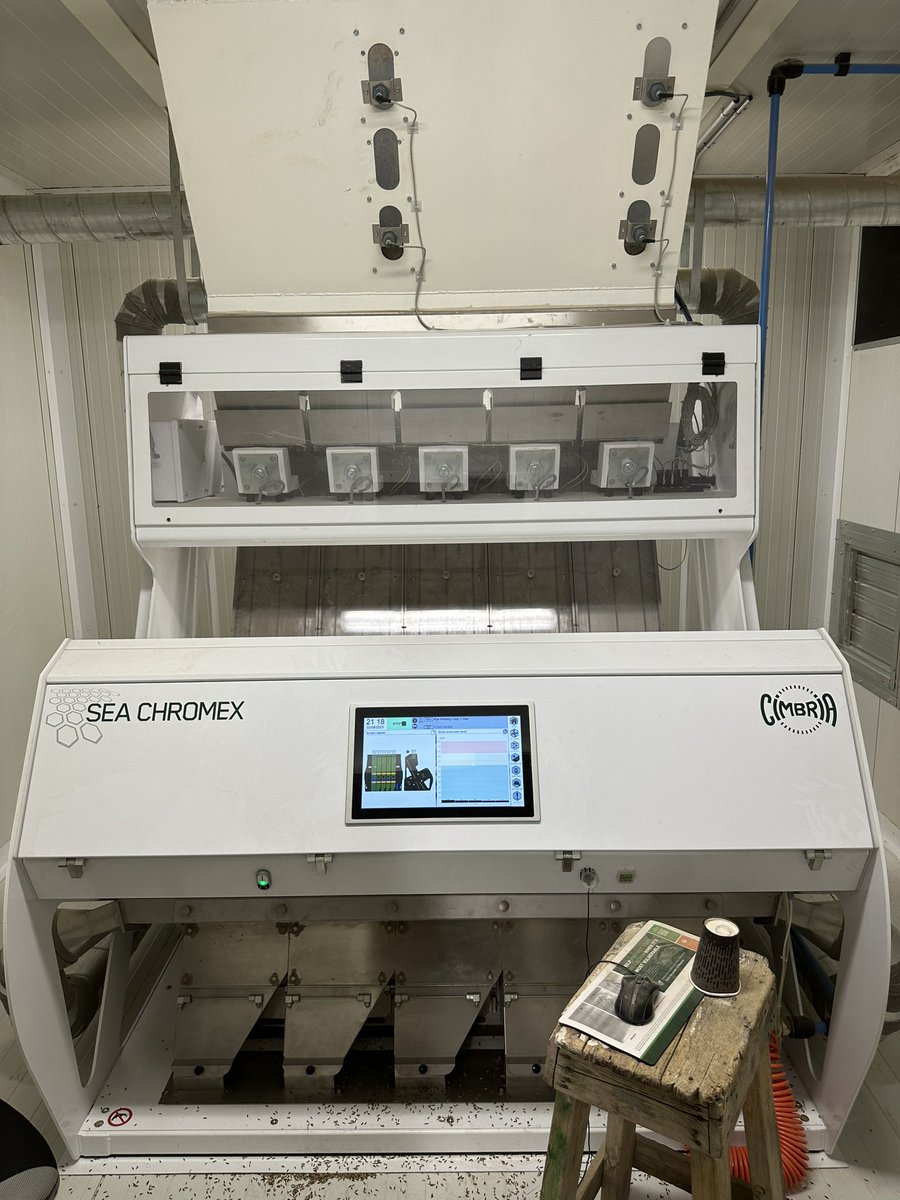 Cleaning our hybrid fall rye. 🧼 🧽