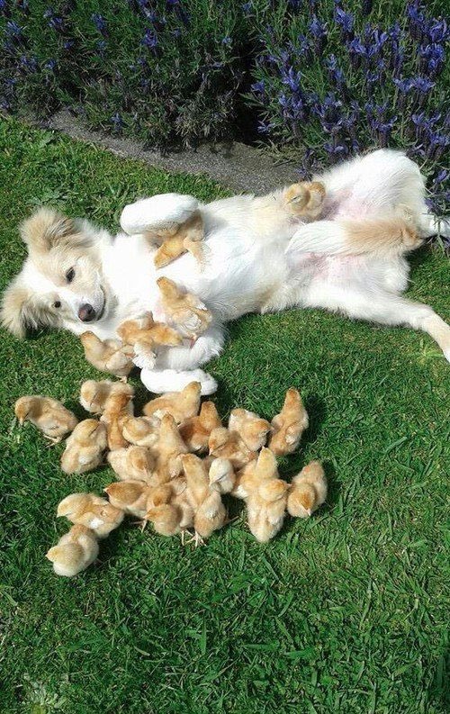 💖 (@twaniimals) on Twitter photo 