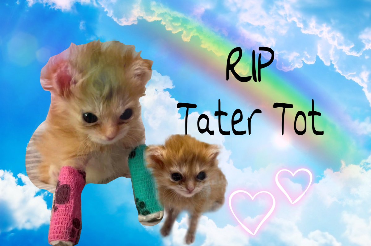 cs2094's tweet photo. rest in peace king #tatertot https://t.co/z73dKZzBDt