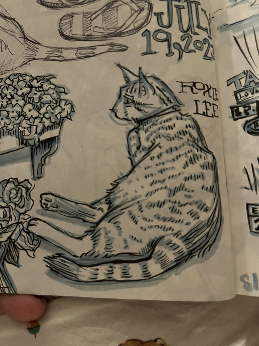 CandaceCamling's tweet photo. @BrianLaRossa Some recent cat sketches! More work at https://t.co/1VeCeeD6AY https://t.co/EVNjDCFwp0