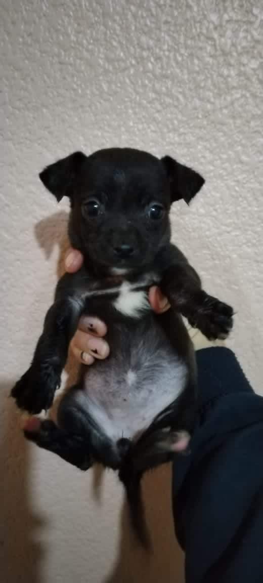 gerazg75000's tweet photo. Ya casi empieza Jesús en UNIFE no olviden tomar agüita 💯💕 mi perrita los saluda👋🐶
#JesusEnUNIFE133
#ElPerdónEnUNIFE https://t.co/fjGBqiOkGv