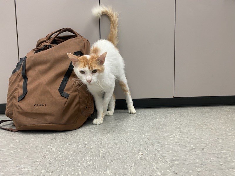 CosmicJane1's tweet photo. Twitter Fam PLEASE HELP SHARE on FB ๐ Angel is my rescue after he was attacked. His wounds are healed we now need a foster / loving home. Please PM for any details. We can put him on transport if needed. #helpcat #adoptcat #fiv #catfosterneeded https://t.co/xzbdKzw3k1