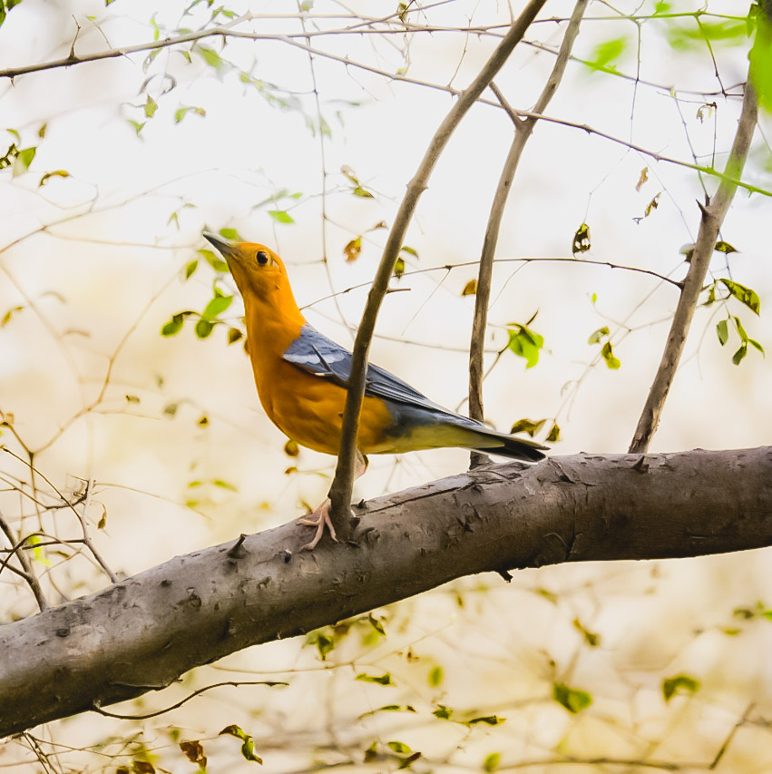Orange Headed Thrush
#IndiAves #birdphotography #BBCWildlifePOTD #birdwatching #BirdsOfTwitter #birdphotography #ThePhotoHour #BirdsofIndia #twitterbirds
