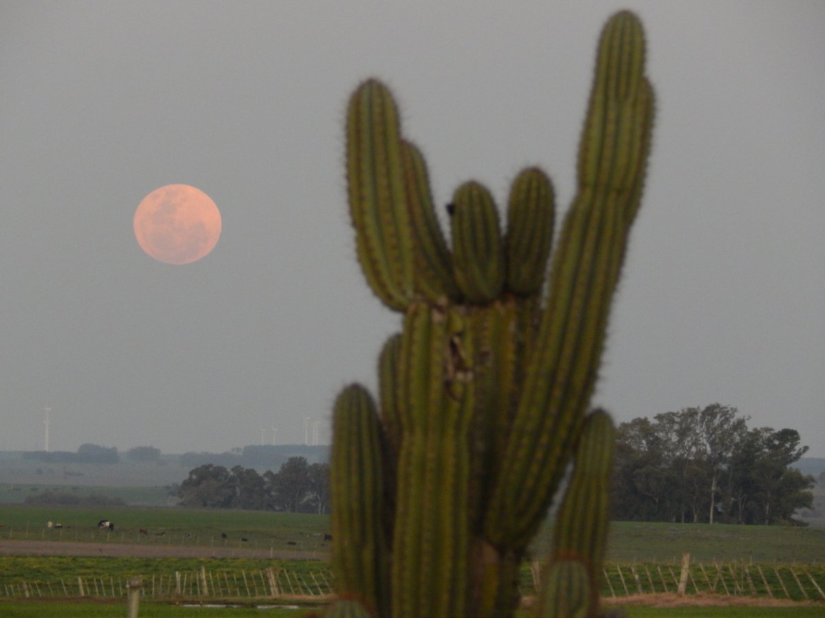 gonzaramirezgr's tweet photo. SuperLuna llena de agosto 🌕
#Fullmoon #moonlovers #LunaLlena https://t.co/EOAs38oE6N