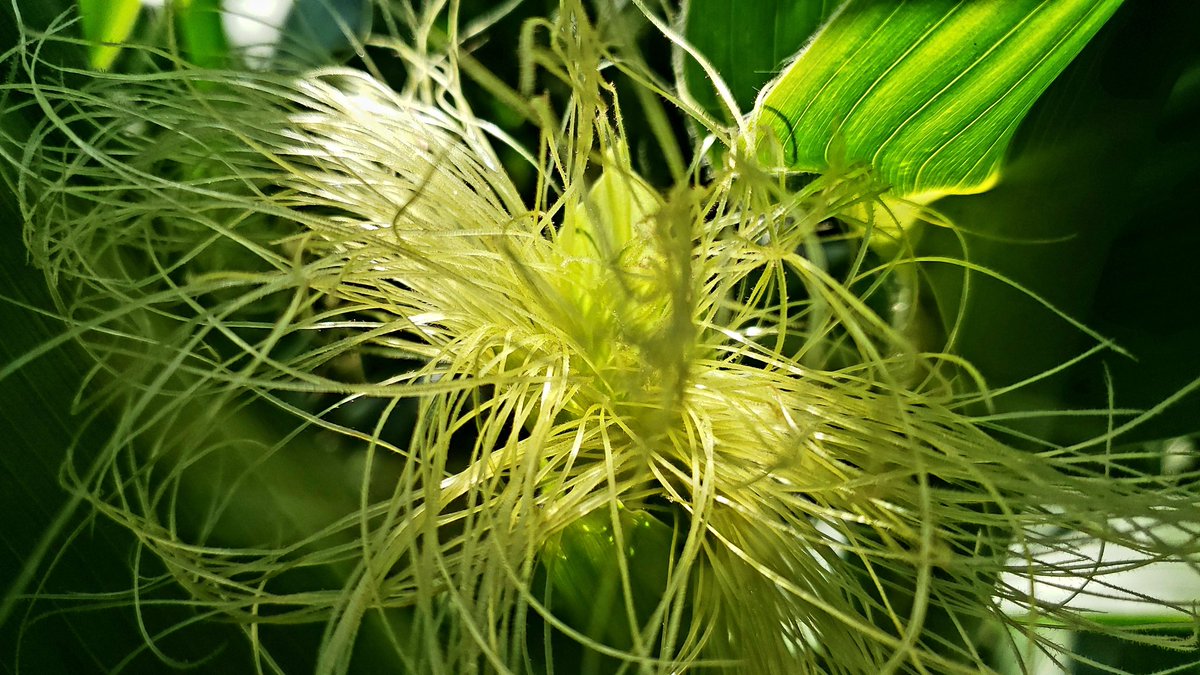 Corn silk morphology and chemistry is fascinating for several reasons.  In the photo below, note the hairs on each silk for capturing pollen; each silk is attached to an ovule (kernel).  Once a corn pollen grain lands on the silk, moisture and phytohormones cause the pollen grain