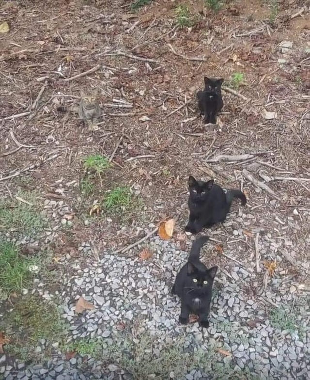 fasc1nate's tweet photo. Can you spot the fourth kitten? https://t.co/anSL7fYx13