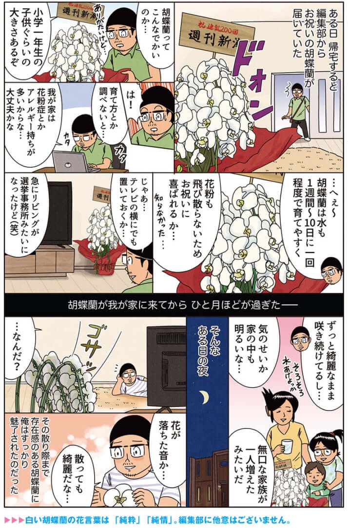 漫画「胡蝶蘭の良さを知る」