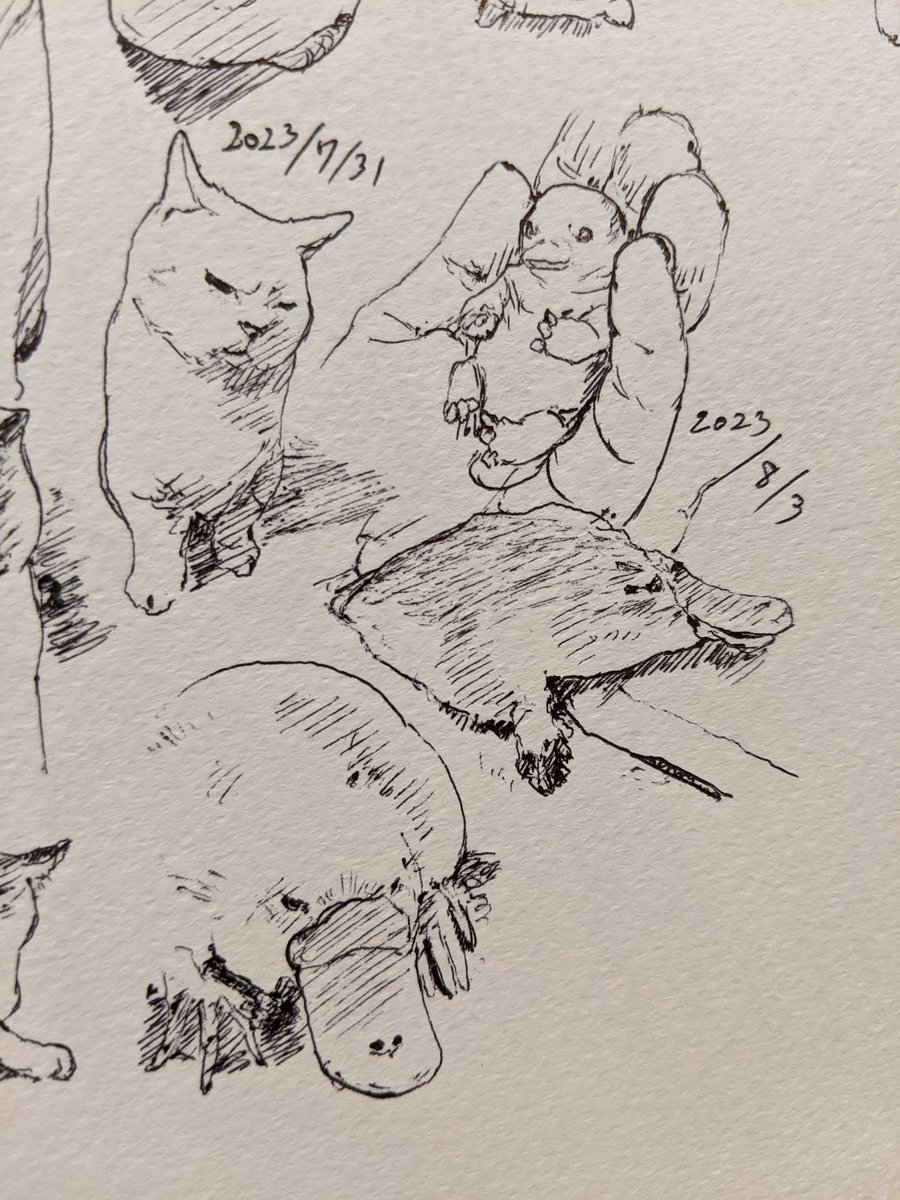 カモノハシ…カキカキ。 