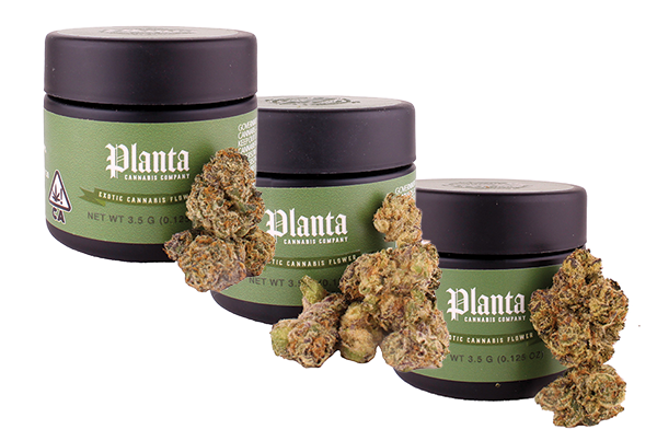 We've got three strains from Planta by Freddie Bigg, founder of SF Canna. This drop is small batch &amp; exclusive to Mankind! Come snag a jar today #sfcanna #planta #mankind #flower #exclusivedrop #dispensary #SanDiego