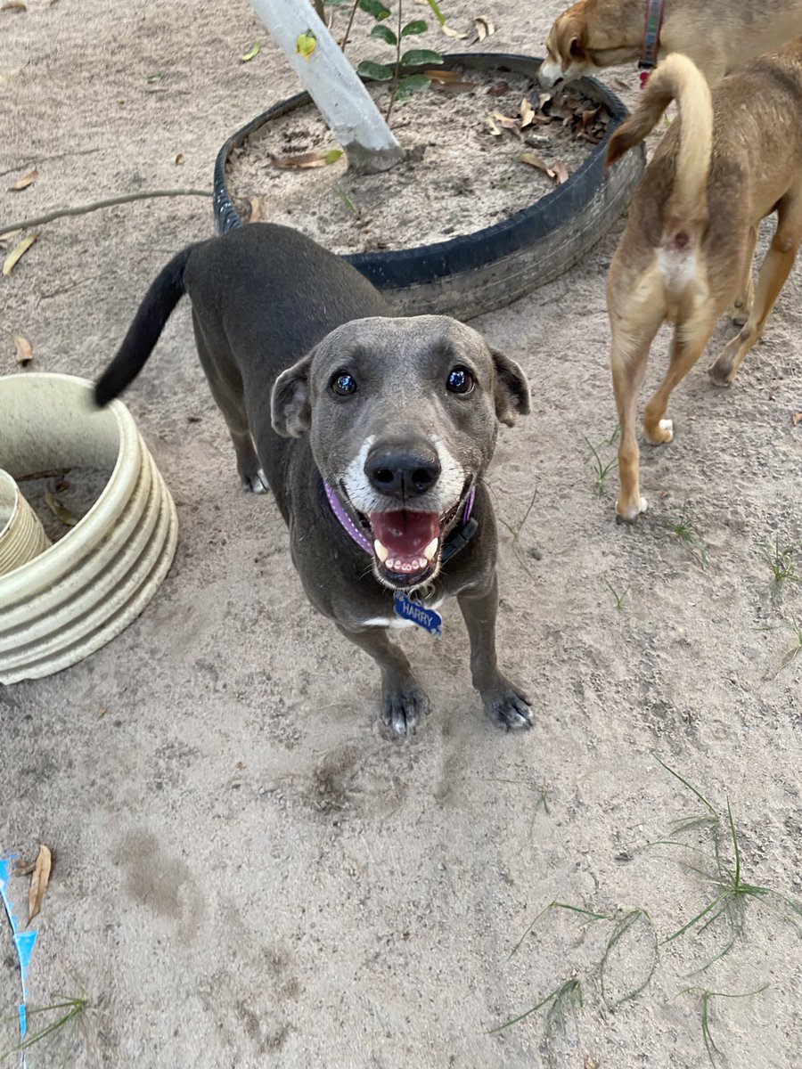 nana1gc's tweet photo. NO TENEMOS COMO PAGAR ARRIENDO DEL REFUGIO💔
Sin apoyo ¿Cómo seguimos?
💔nos falta reunir  2.295.400😔 Tenemos más de 40 barriguitas que llenar mes a mes y tampoco tenemos concentrado.
Esta situación es desgastante, pero no podemos rendirnos. 
CUALQUIER aporte cuenta❤️‍🩹 https://t.co/OCZn27tKJv