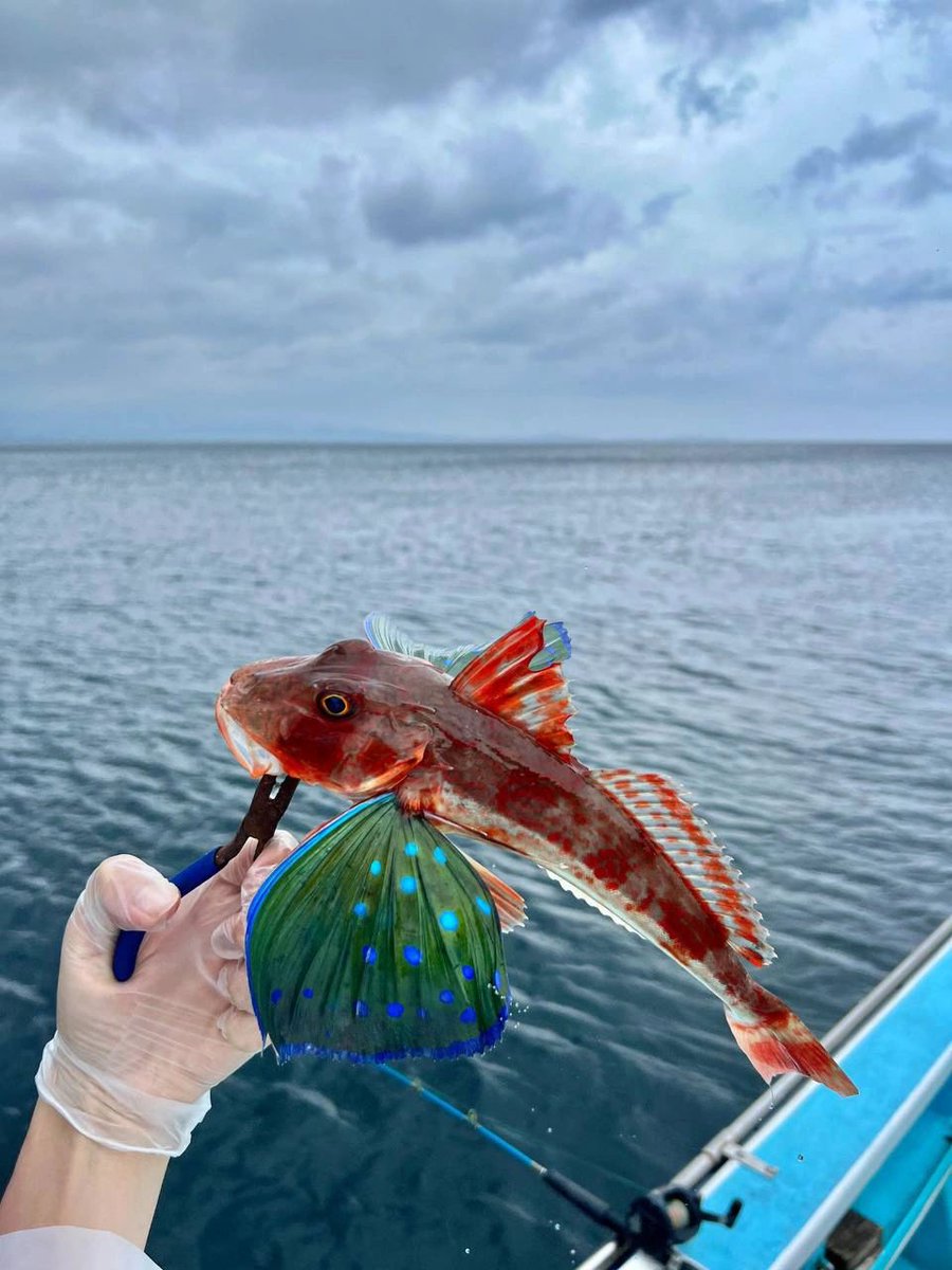 VeraaaYang's tweet image. One of the greatest joys of fishing is that you never know what your next catch is going to be.
So can someone tell me what kind of fish this is?
#Seafishing
#Hooks
#Fishinggear
#Fishfarming
#Seaside
#Speedboatfishing
#Fishingtournaments
#Fishing