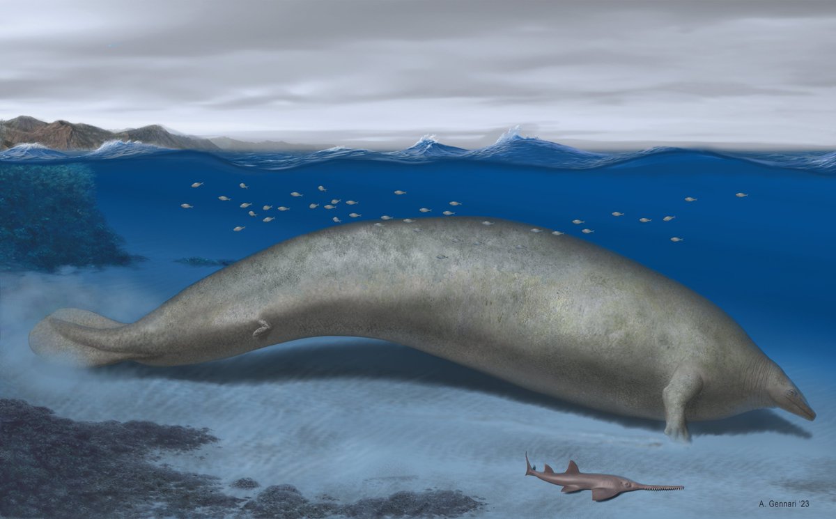PedroHTunes's tweet photo. A baleia-azul foi o maior animal da história, certo?

Aparentemente não!

Conheça o Perucetus, o maior animal conhecido da história do nosso planeta, que desafia o que sabemos sobre os limites de tamanho de um vertebrado!

https://t.co/dAWwx077Lq

Arte por Alberto Gennari https://t.co/rDiMwDsBIV