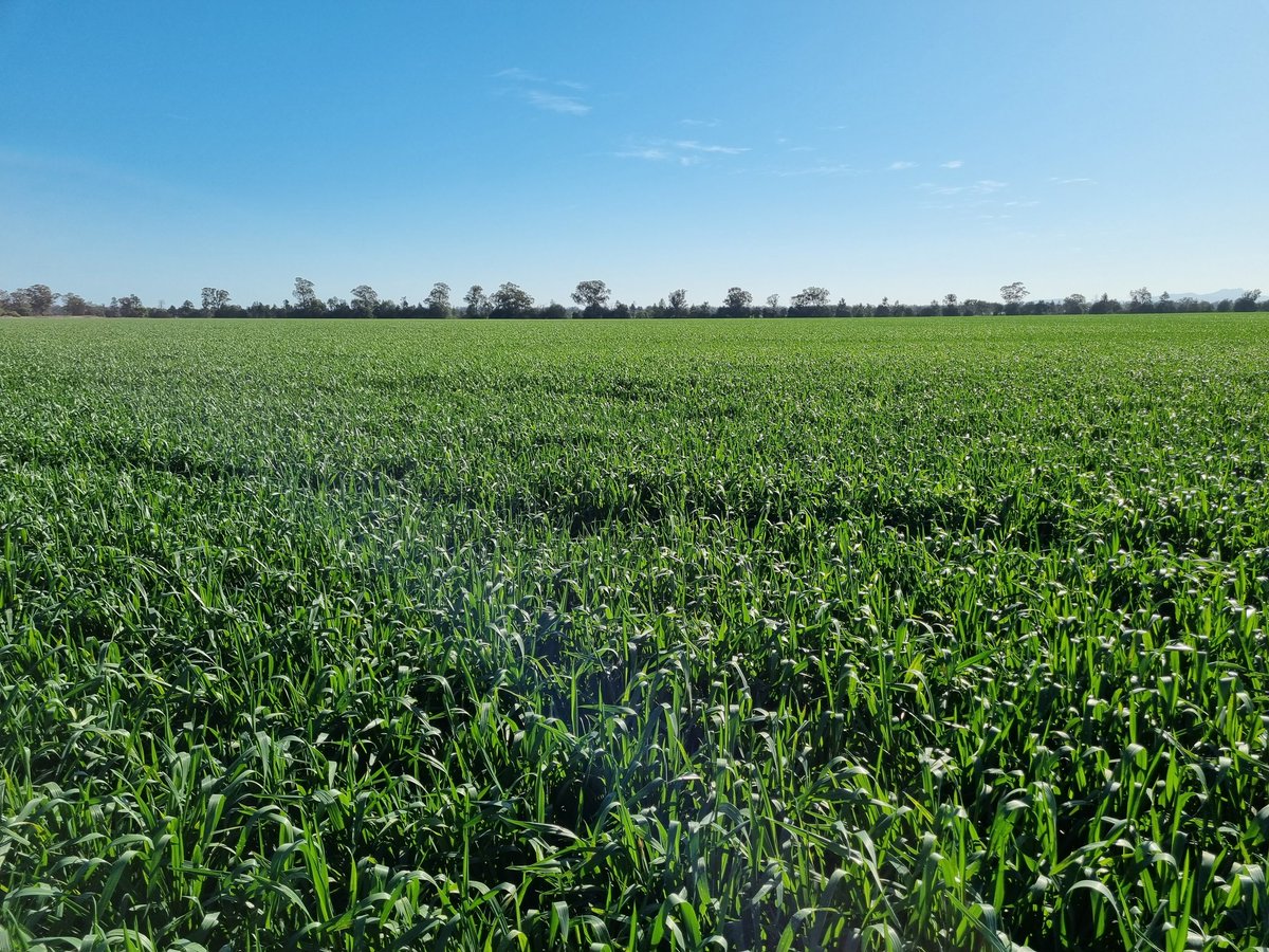 Kicking off Day 3 of WeedSmart Week with a tour of Tex and Jon Kilby's farm in Gilgandra.

The Kilbys discussed how the Big 6 fits in their mixed farming system, including the use of diverse crop and pasture rotations, which allows them to rotate through herbicide groups 💧🌱