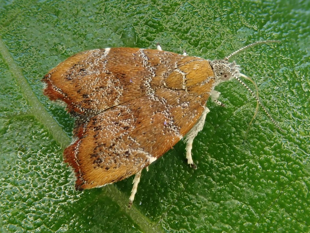 New website photo: Choreutis nemorana Reared from larva. (Photo: Phil Barden) dlvr.it/St6rQW