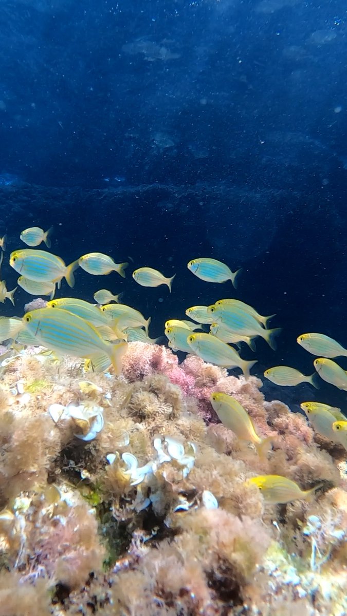 irenebs_5's tweet photo. Cala Sant Vicenç 🧜🏼♀️🌊🐙🐟
#Octopus #Salpas #Epinephelus #Posidoniaoceanica #Mediterranean https://t.co/QoOJ4XT1ss
