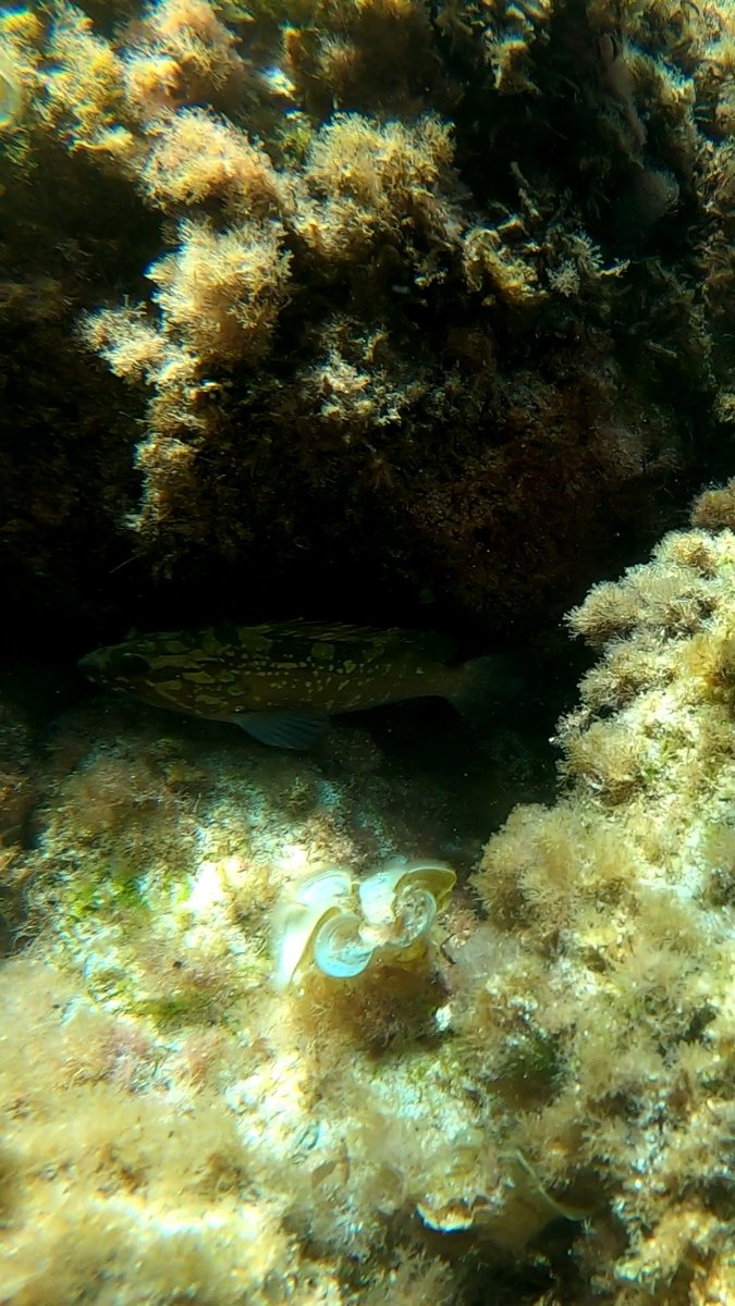 irenebs_5's tweet photo. Cala Sant Vicenç 🧜🏼♀️🌊🐙🐟
#Octopus #Salpas #Epinephelus #Posidoniaoceanica #Mediterranean https://t.co/QoOJ4XT1ss