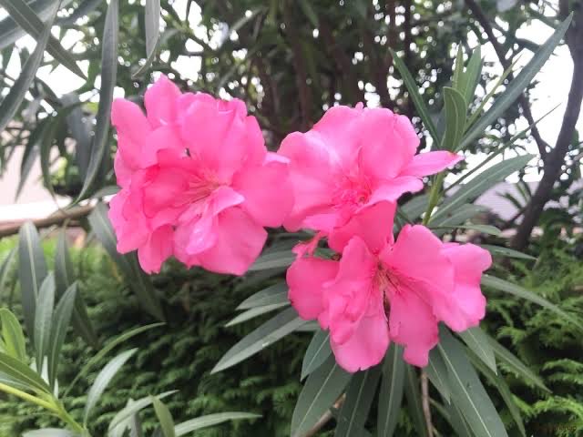 キョウチクトウの花から
おはようございます