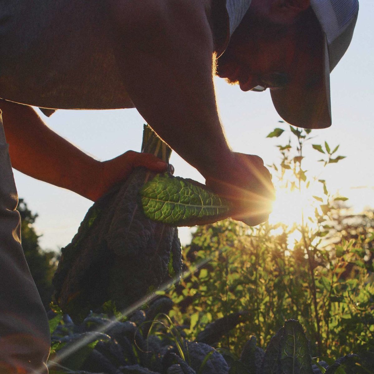 Out harvesting a last-minute order for an early morning pickup! #lacinato #dinosaur #kale #goodgreens #sunset #BardwellFarm #season2023 #eatfresh #buylocal #ag #agriculture #aglife #farmlife