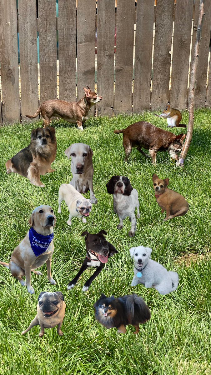 Pawventures2's tweet photo. Aww da memories! https://t.co/AmkrxnSOWd
