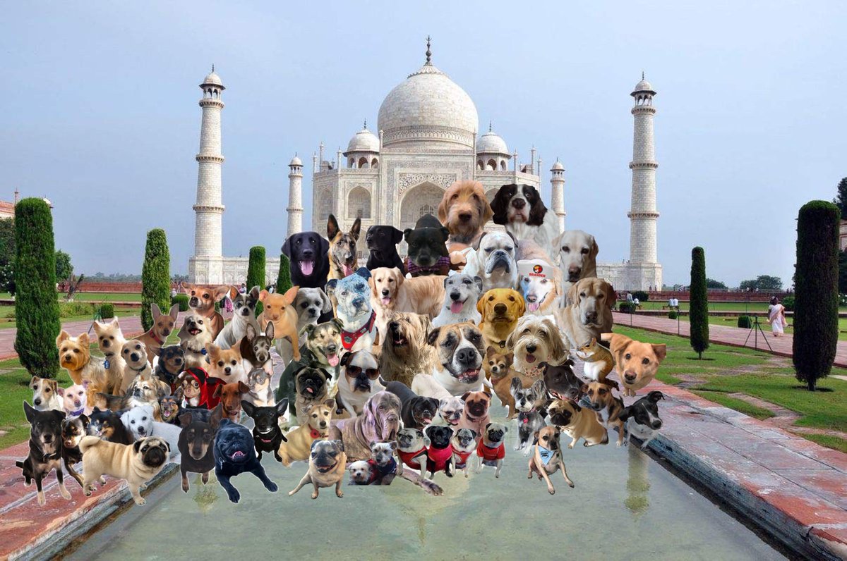 Pawventures2's tweet photo. Aww da memories! https://t.co/AmkrxnSOWd