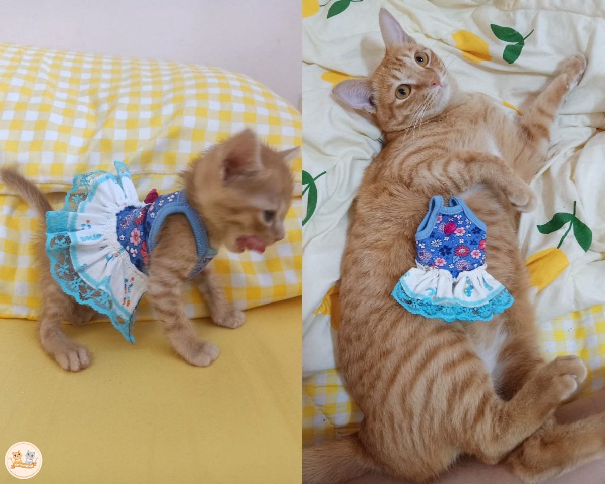 😾 : ini gimana sih sellernya?jualan baju kok yg bahannya menciut gini?!ga like bintang 1 kcg!