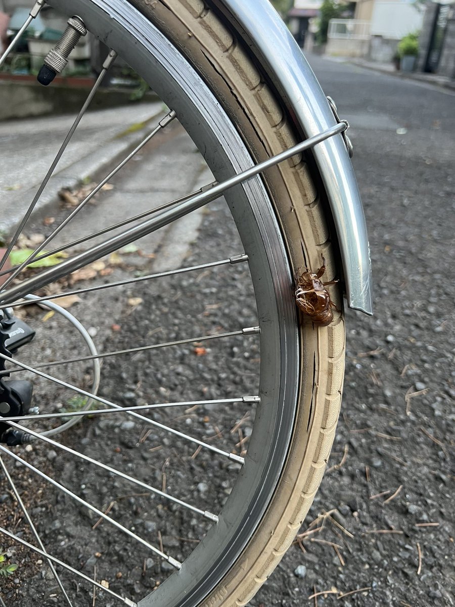 早朝に空へと旅立ったようですw