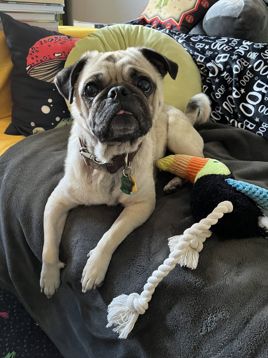 thepinupchemist's tweet photo. My dog just looks like this 🥹 https://t.co/kAJyjtFDsr