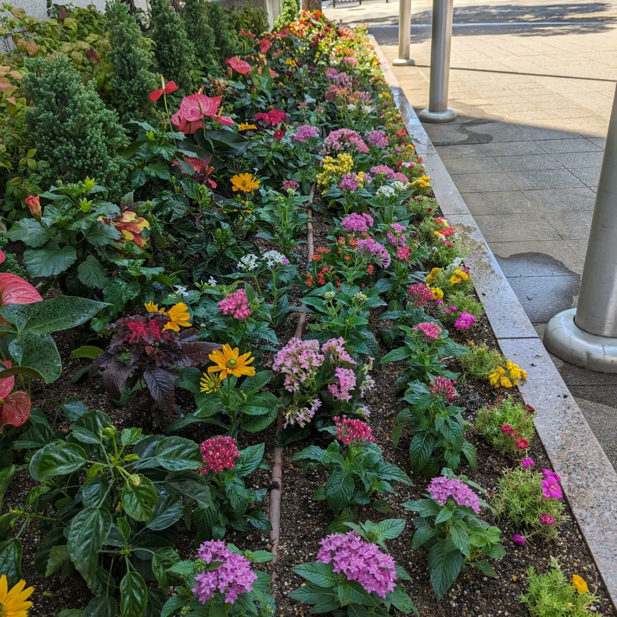 sanpoen's tweet photo. 大阪国際会議場の花壇を植替えました（久々の投稿ですね…）

月・火曜日の２日間を掛けて夏の花壇に植替えました🌻

暑い中頑張った甲斐があり、綺麗になった花壇は見ていて気持ち良いですね😄

太ももが筋肉痛でまだしやがむ時が痛いです(笑)

#フローリスト三芳園 
#花のあ��くらし https://t.co/T5RZasFBzW