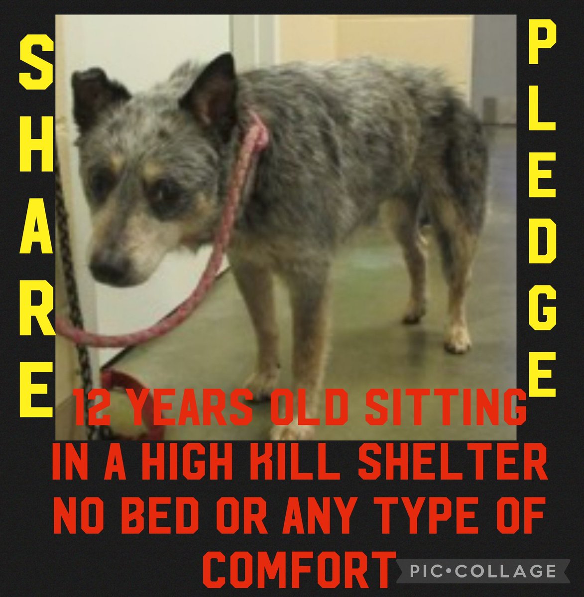 carawil17888192's tweet photo. $-0- in pledges needs 400.00 pledges for vetting  transport

Meredith is 12 YEARS OLD. Sitting in ahigh kill shelter. NO BED, NO COMFORT, NO VET ❗️❗️

#53873477
Female 
SENIOR

Russell Cnty-Phenix City AL

#rescue #adopt  #dogs #deathrowdogs  #deathrow  #codered #foster https://t.co/kYvScNQvld
