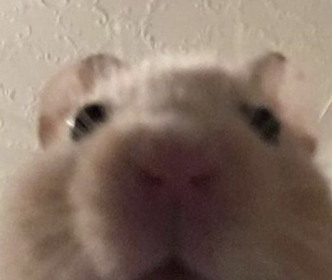 Anyone care for sum tiddiessss?👀 https://t.co/EqXjAUuvLl<a href="/tag/asian"class="tags"><span>#asian</span></a><a href="/tag/asiangirl"class="tags"><span>#asiangirl</span></a><a href="/tag/asiangirls"class="tags"><span>#asiangirls</span></a><a href="/tag/thickasian"class="tags"><span>#thickasian</span></a>