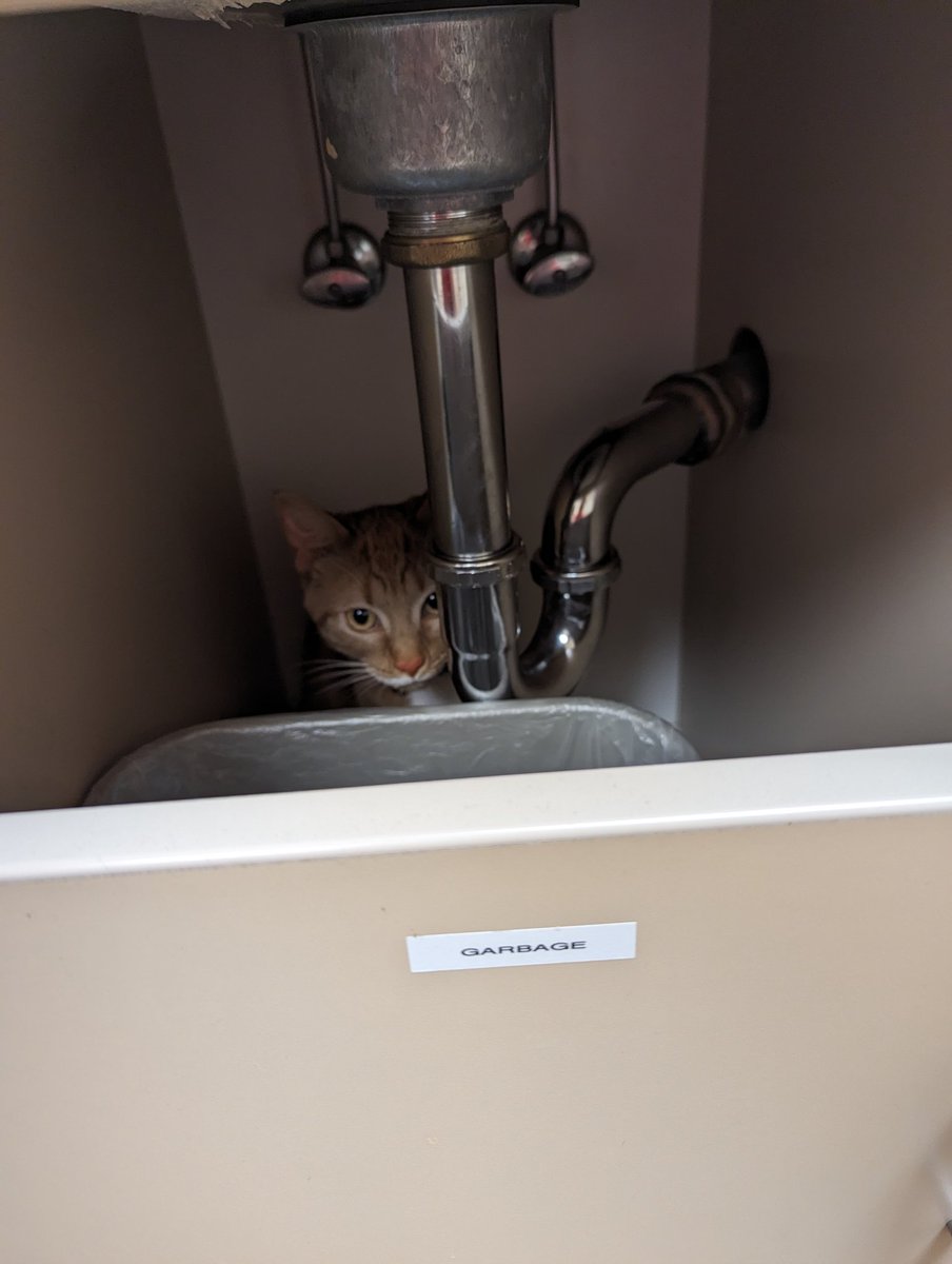 kelseygonner's tweet photo. My vet threw my kitten away. https://t.co/xuOaFSyenC