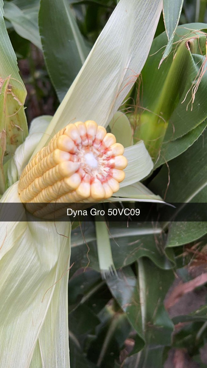 Allen Wiseman tweet media