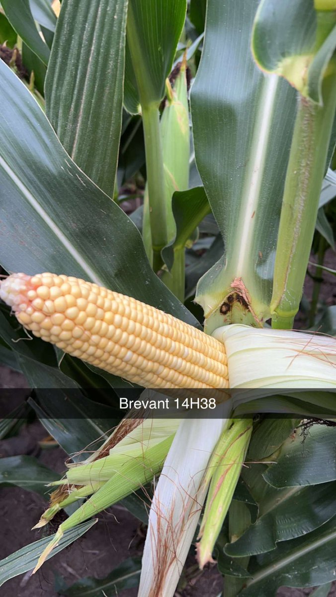 Allen Wiseman tweet media