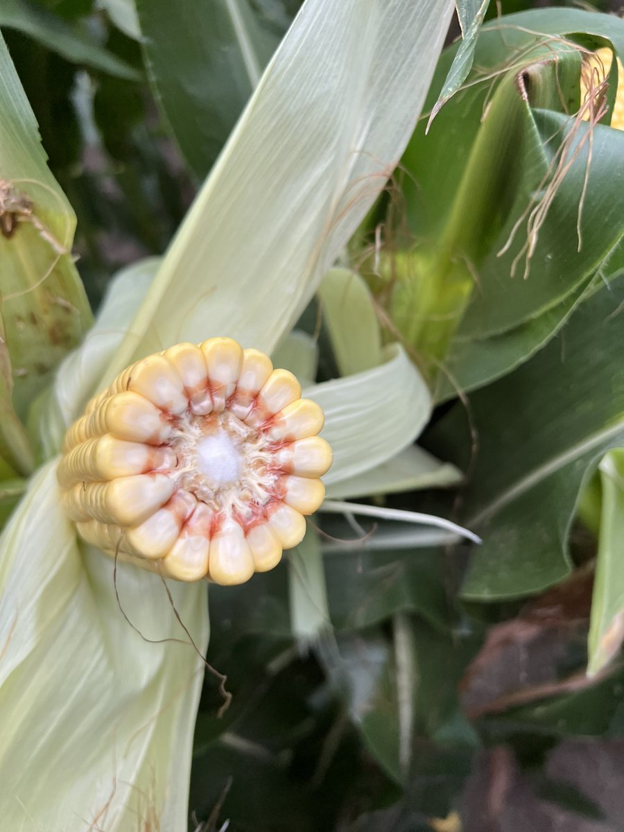 Allen Wiseman tweet media