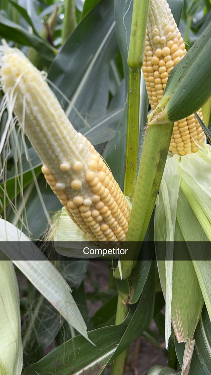 Allen Wiseman tweet media