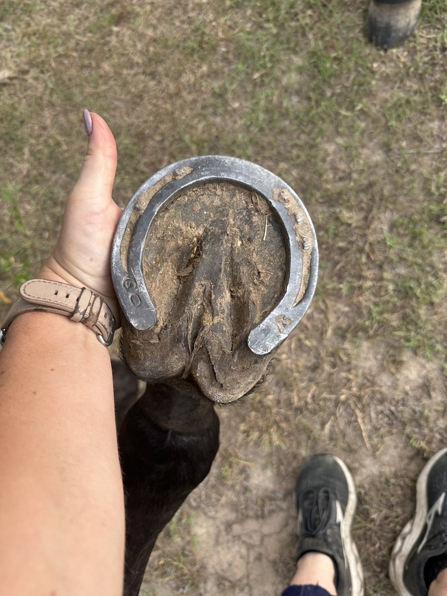 rescue2circuit's tweet photo. Update: my farrier came out today and started the rehab process of his feet.. he walked away with no soreness 🥲 it’s going to be a process but I’m just happy he’s feeling better already! He even was following me and trotting up to me in the pasture C https://t.co/6MnmWW0jx1