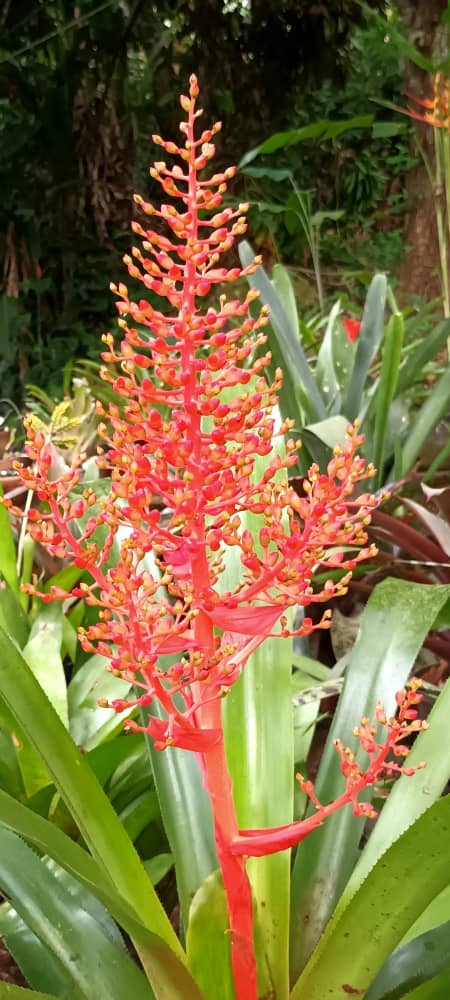 Aechmea XFulgo-Ramosa. Cultivo de Yeiny Oliveros del Jardín Monserrat. Isla de Margarita, Venezuela. #orquibor #plantasdeinterior #plantasdecasa #bromeliasdeltachira #bromeliaceae #orquiborbromelias #bromeliasdevenezuela #odv #arboles #tree #flores #páramo #bromeliad #venezolanos