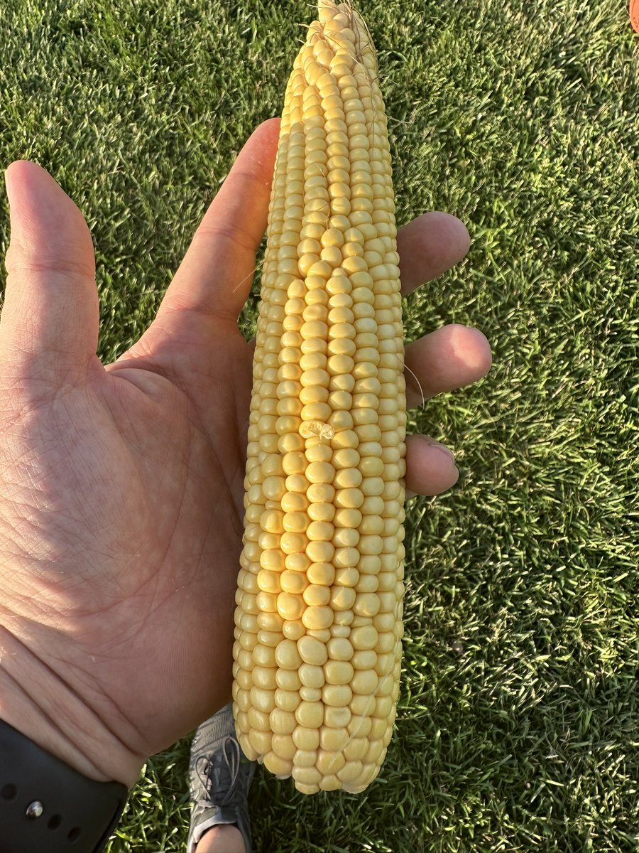 Chris Kleene tweet media