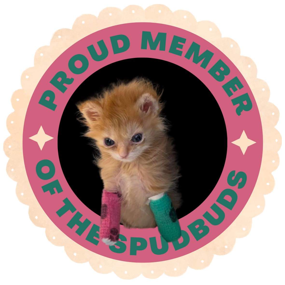 KCGOrtiz's tweet photo. Rest in peace Tater Tot. Your short little life brought so much joy to so many people with all the memes and the whimsical silliness😭🥺😭🥺 https://t.co/Judm4kJGYD