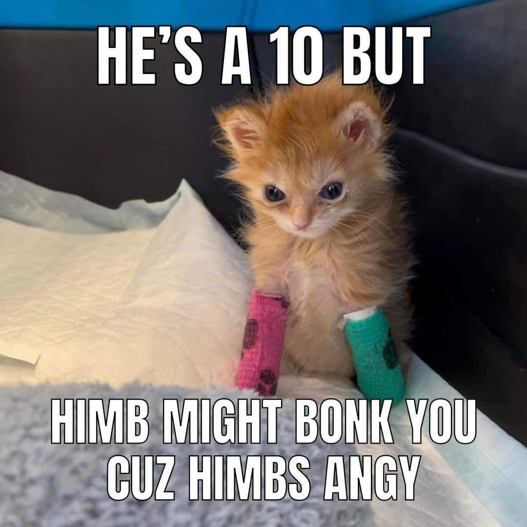 KCGOrtiz's tweet photo. Rest in peace Tater Tot. Your short little life brought so much joy to so many people with all the memes and the whimsical silliness😭🥺😭🥺 https://t.co/Judm4kJGYD