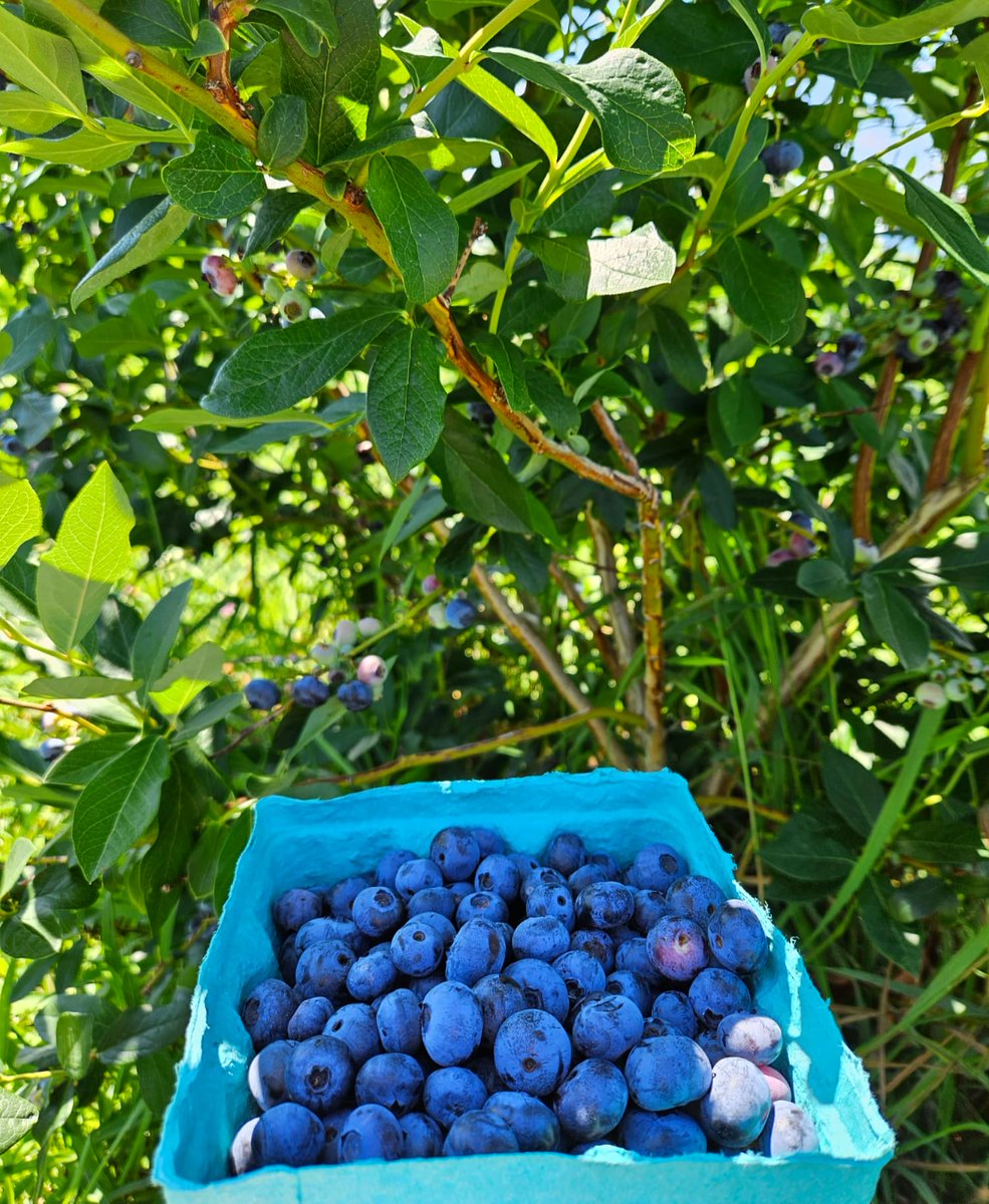 BuckyBlue02's tweet photo. Blueberry season 💙 🫐 https://t.co/p9NuzrZdjD