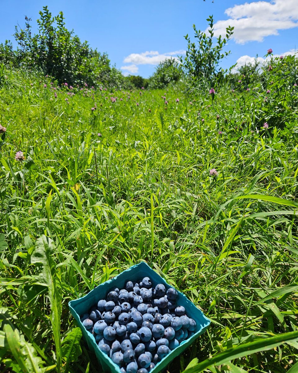 BuckyBlue02's tweet photo. Blueberry season 💙 🫐 https://t.co/p9NuzrZdjD